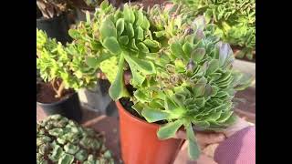 200 for 5big cluster Aeonium imported Mimi’s nursery 7144891876 [upl. by Helenka]