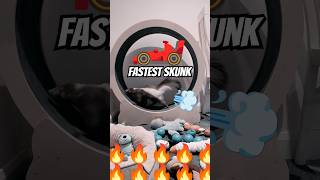 Fastest Skunk you have ever seen petskunk pets animals skunks [upl. by Giustino918]