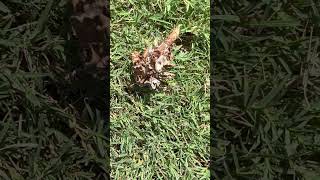 Bagworm moth caterpillar eats grass CW insect larva [upl. by Llecrep]