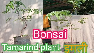 Tamarind plant  इमली  Try To Make Bonsai THEGARDENINGQuest [upl. by Soirtimid795]