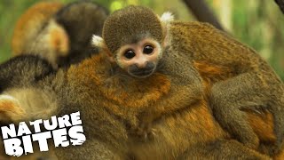 Shocking Footage of Squirrel Monkey Birth  Nature Bites [upl. by Ayik767]