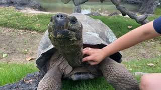 March 22  Galapagos Tortoises [upl. by Concoff]