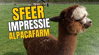 Sfeerimpressie Open dag 2024 🦙 Alpacafarm Vorstenbosch [upl. by Oilla]