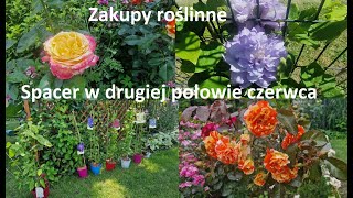 Druga połowa czerwca Roślinne zakupy nowe powojniki Ogród Jadzi 203 [upl. by Atlante59]