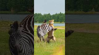 Lion amp Zebra Wild Life Battle Seen 😲🤯 shorts pets animals lion zebra trending [upl. by Terri518]