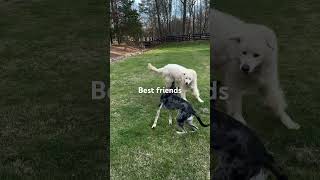 Catahoula Leopard Dog vs Great Pyrenees Epic Battle greatpyrenees catahoulaleopard [upl. by Ecirrehs]