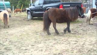 Alternative Therapy Bowen for Miniature Horse in Niagarawmv [upl. by Atinniuq21]