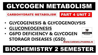 Glycogen Metabolism Pathways  Gluconeogenesis  Glycogenesis  Glycogenolysis  Part 4 Unit 2 [upl. by Marino]