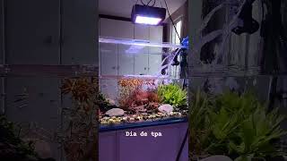 Very Cool Discus Fish Aquascape Planted Tank acaradiscosalvador  Falcon Aquarium services [upl. by Ahsita]