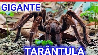 Tarântula ou ARANHA CARANGUEJEIRA GIGANTE [upl. by Wilkinson]