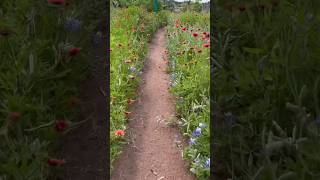 Hiking is good for the soul Inks Lake State Park Pecan Flats Trail was perfect travel shorts [upl. by Koressa]