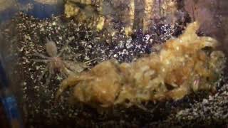 Selenotypus SP2 sling feeding [upl. by Trefler]