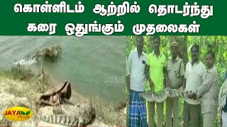 சீர்காழி கொள்ளிடம் ஆற்றில் தொடர்ந்து கரை ஒதுங்கும் முதலைகள்  Crocodile  Kollidam River [upl. by Macguiness]