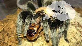 Tarantula Feeding Video 20  Hungry Spooiderss [upl. by Hemminger]