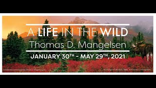 Thomas D Mangelsen joins Robert Bateman via Zoom to discuss art nature and life [upl. by Laamak391]