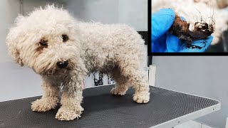 Grooming NEGLECTED dog with WEIRD thing in his ear he was almost deaf [upl. by Ettinger]