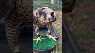 Peregrine falcon fastest peregrinefalcon falconry birds nature explore adventure cat pbs [upl. by Droflim396]