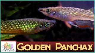 All About Golden Panchax A Beautiful Relaxing Murderer for Your Aquarium [upl. by Temp693]