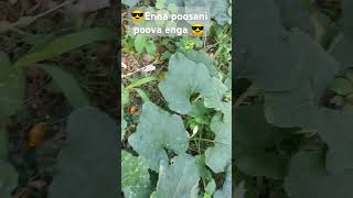 Vsalile poosani poo vachiputa vachiputa please subscribe and share [upl. by Caves]