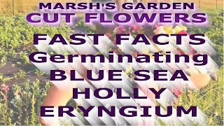 Germinating Blue Sea Holly Eryngium  Fast Facts  Starting Eryngium from Seed Cut Flower Farm [upl. by Smitty]