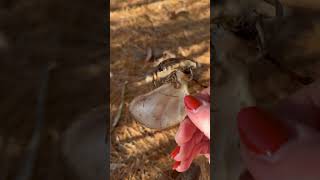 Somebody dropped their scapula 🦴 bones outdoors wildlife [upl. by Kimura]