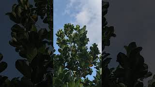 Jack fruit Tree Growth at 2 Year impressive progress amp Tips for care [upl. by Nehgaem]