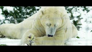 First snow at RZSS Highland Wildlife Park [upl. by Otsedom]