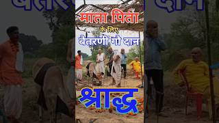 गौ दान कैसे करें । वैतरणी गौदान विधि । माता पिता कि श्राद्ध विधि baitaranigaudan वैतरणीगौदान [upl. by Mayworm]