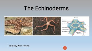 General characteristics of phylum Echinodermata  Zoology with Amina [upl. by Suivatra]