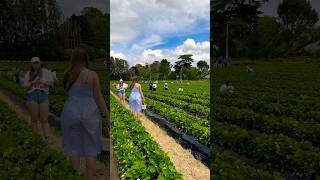 Strawberry picking Auckland New Zealandviralvideo fruit [upl. by Delcina]