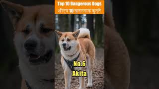 Top 10 Most Dangerous Dogs In The World facts youtubeshorts dogs pitbull germanshepherddog [upl. by Glenden622]