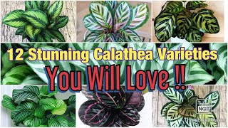 Best indoor plants  12 Stunning Calathea Varieties You Will Love [upl. by Shanleigh]