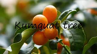 How to Pronounce Kumquat tree [upl. by Noeruat]