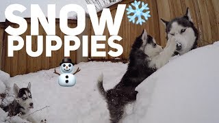 Husky Puppies First Time Playing In The Snow  Cute Snow Dogs [upl. by Weiler386]