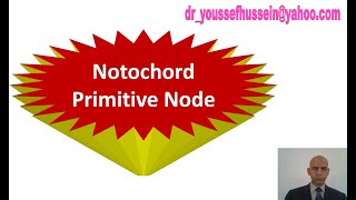 10 The 3rd week  Primitive streak  primitive node  notochord [upl. by Ynove]