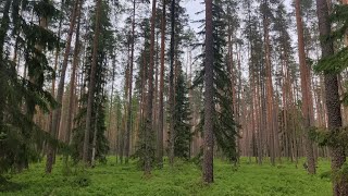 Metsäopisto osa 1  Metsän kehitysluokat [upl. by Esilehs]