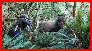 Seeing stags on day 1 Fiordland wapiti Elk [upl. by Nosecyrb]