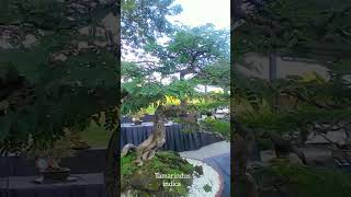 Tamarind bonsai tree viralvideo shortsvideo bonsaiart dipalotv5110 [upl. by Odnomar]