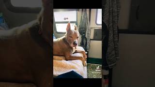 My buddy travelingpit doglover travel with your dog [upl. by Kendrah]