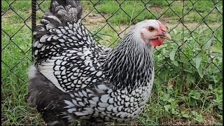 Silver Laced Wyandotte Chickens [upl. by Palila197]