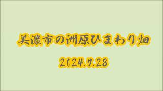 美濃市の洲原ひまわり畑 [upl. by Hael]