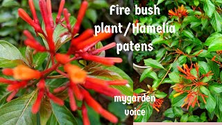 Fire bush planthamelia patens 6tips to grow in pots தமிழ் mygarden voice [upl. by Dorian901]