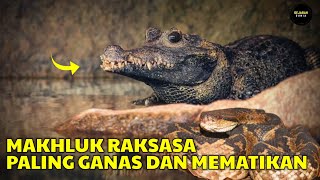 ALASAN MANUSIA TIDAK BERANI TINGGAL DI HUTAN AMAZON 20 Makhluk Raksasa Paling Ganas dan Mematikan [upl. by Falito]