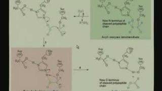 Lecture  11 Enzyme Mechanisms II [upl. by Fernande]