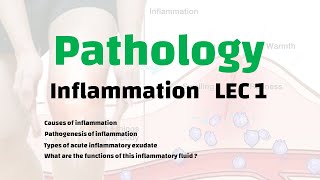 Pathology  inflammation lec 1 [upl. by Eiramyllek720]