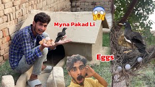 Hum Ny Myna Pakad Li Aur Saath Eggs Bhi Pakad Lye😍 [upl. by Selemas]