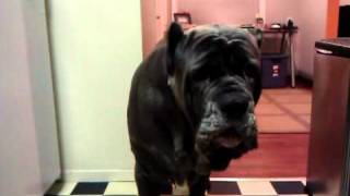 Conversation with a Neapolitan Mastiff [upl. by Harlin247]