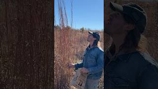 Big Bluestem growing to historic height of 12 feet prairie nature oklahoma greatplains [upl. by Webster]