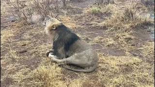 Kruger National Park South Africa 🇿🇦 [upl. by Eigroeg]