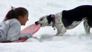 Dog steals sleds from kids  Funny [upl. by Maibach]